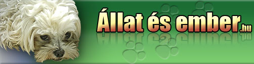 kutya, menhely, kutyamenhely